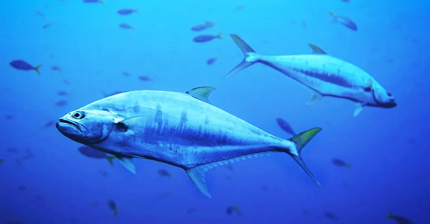 Forskning om tonfisk